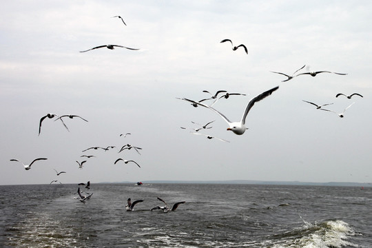 海鸥飞处浪花溅