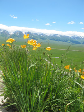 山花烂漫