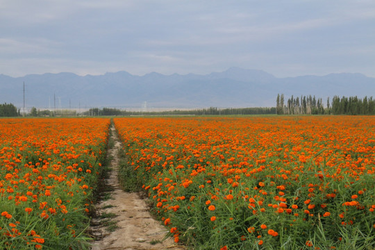 花间小路