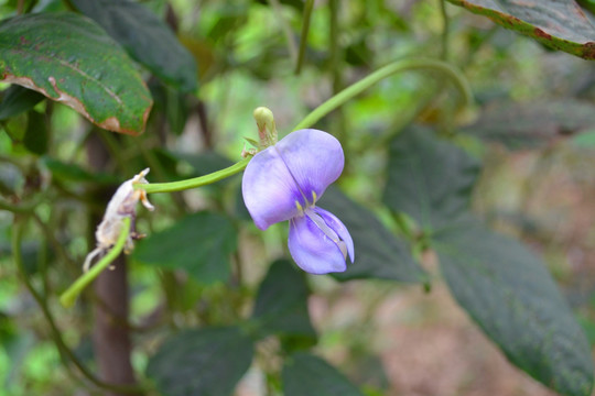 豆角花