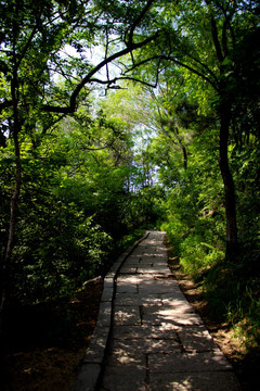 林间小路