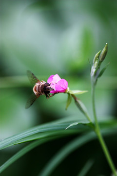 蜜蜂