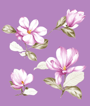 玉蘭花 去底分層
