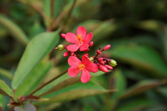 小红花