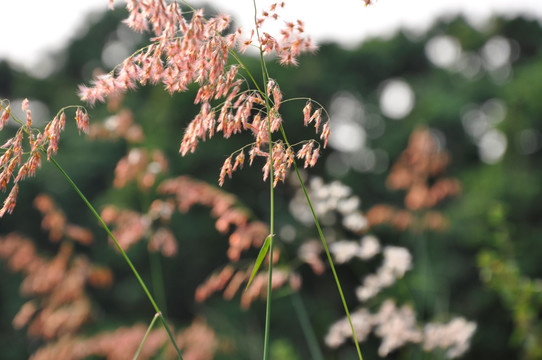 黄昏的芦苇丛