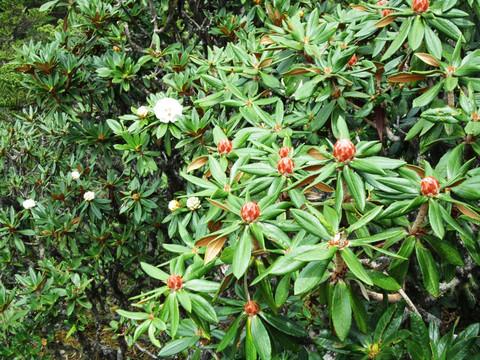 丽江老君山   杜鹃花