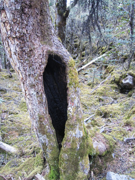 原始森林  丽江老君山