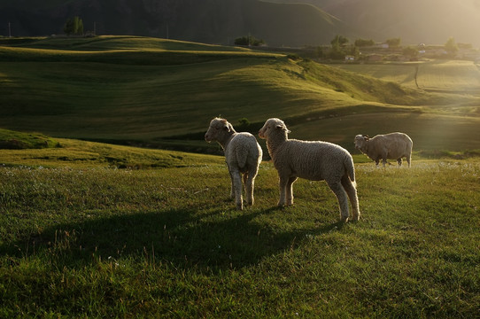草原上逆光下的小羊