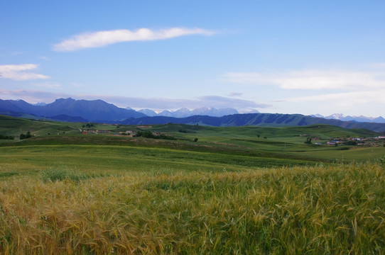 江布拉克麦田美景