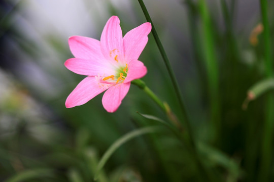 韭兰花 风雨兰 清新花卉