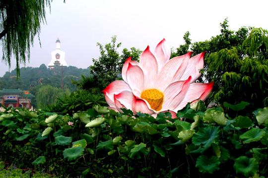 荷花池