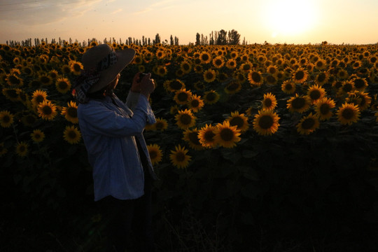 夕阳下的少女与葵园