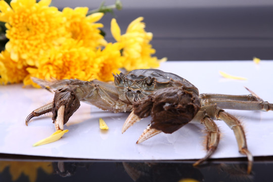 蟹 螃蟹 阳澄湖 大闸蟹 河蟹