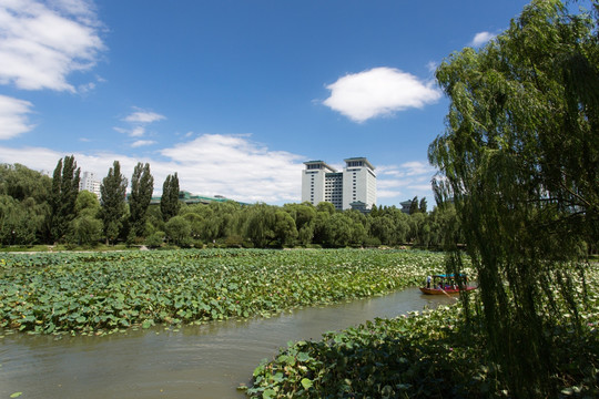 北京紫竹院公园荷花池