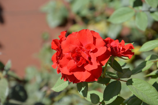 花草 月季花