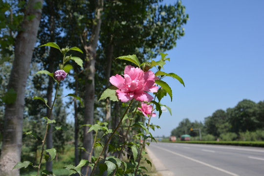 花草 木槿花