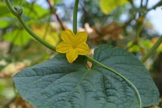 黄瓜花 黄瓜