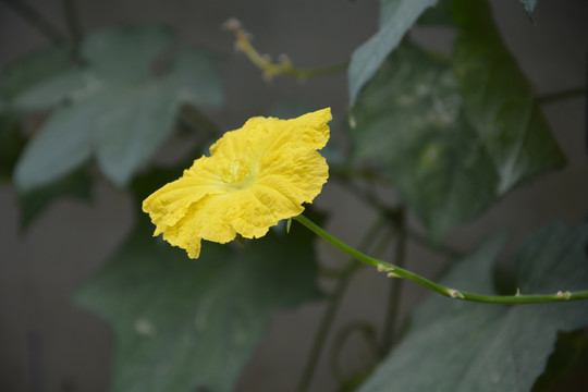 丝瓜花 鲜花