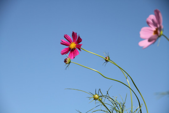 格桑花