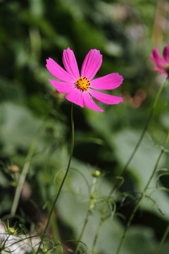 格桑花