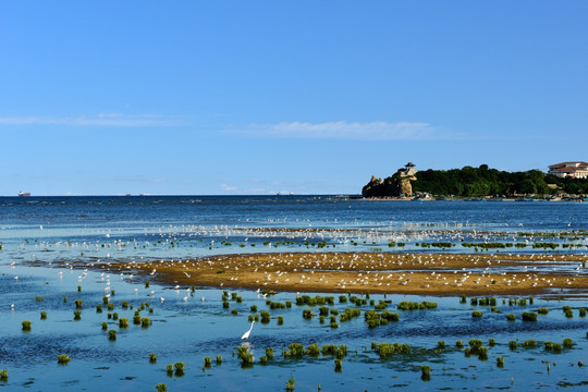 万鸟临海 北戴河湿地