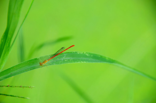 草 蜻蜓