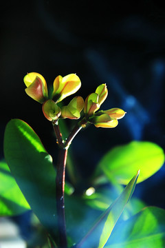 虎刺梅花