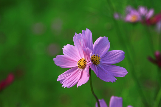 格桑花