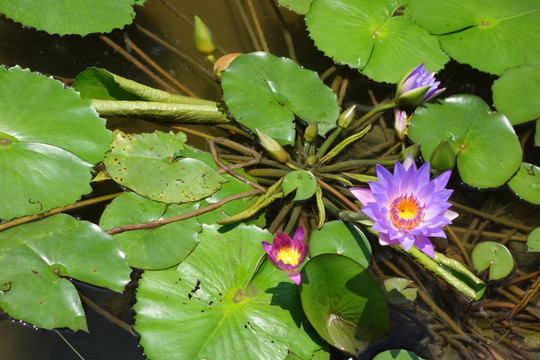 睡莲 子午莲 水芹花