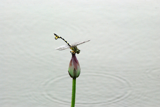 蜻蜓 小荷 水面