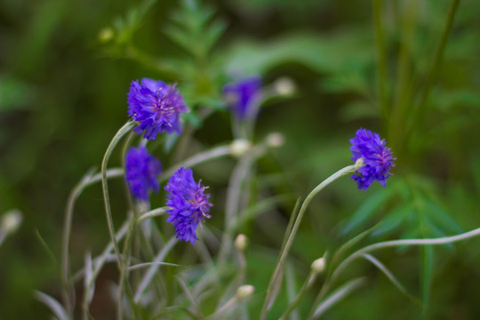 紫花