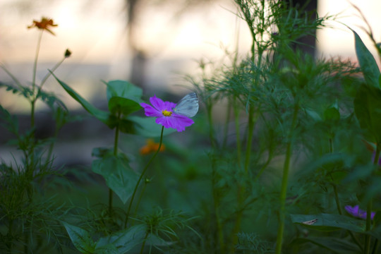 紫花