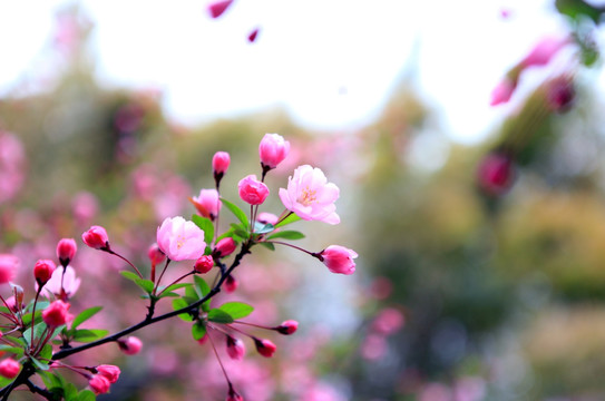 海棠花