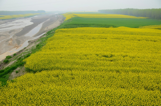 油菜花