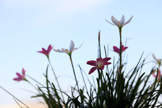 花丛 小花 韭兰与葱兰花