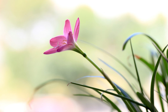 韭兰花 风雨兰 清新花卉