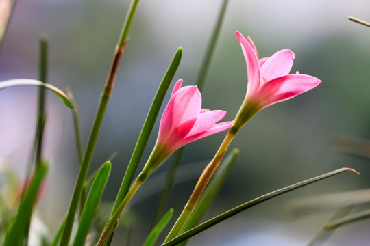 韭兰花 风雨兰 清新花卉