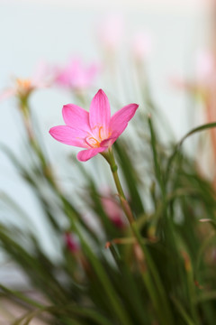 韭兰花 风雨兰 清新花卉