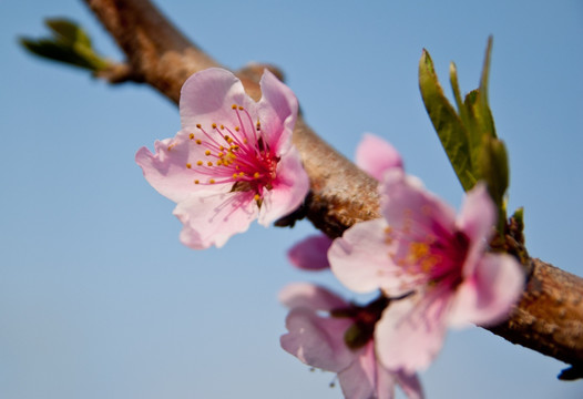 桃花