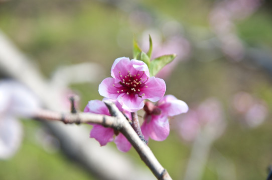 桃花