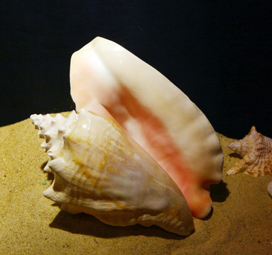 海螺标本
