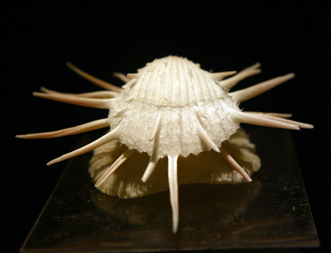 海蚌标本