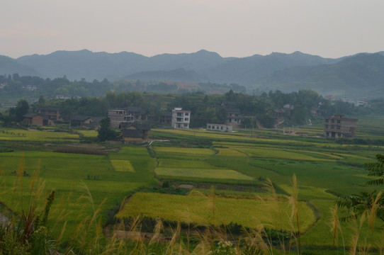 田园田野