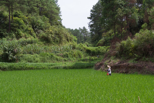 水稻田