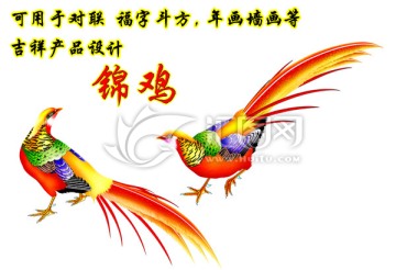 錦雞
