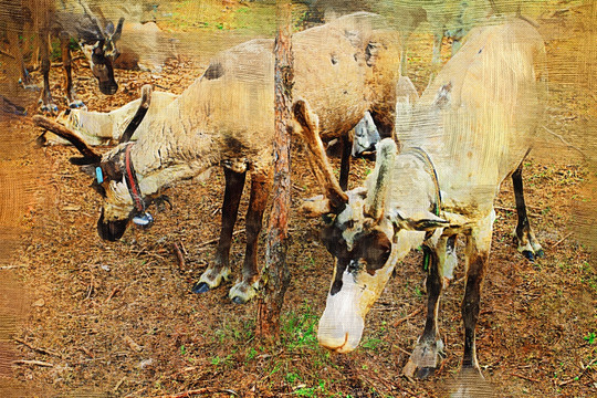 獵鄉(xiāng)馴鹿圖 電腦油畫