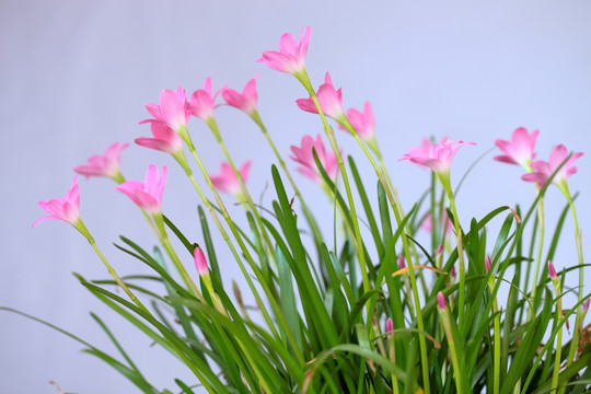 韭兰花 风雨兰 清新花卉 花丛