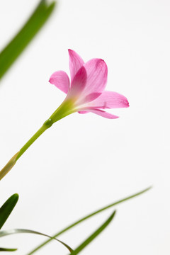 韭兰花 风雨兰 清新花卉