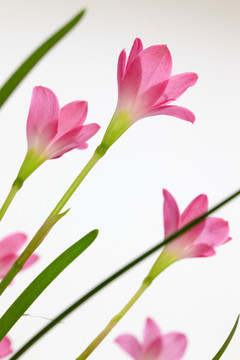 韭兰花 风雨兰 清新花卉