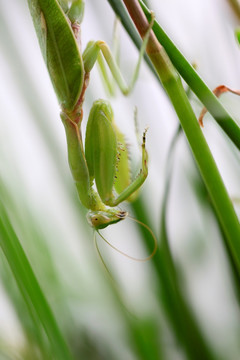 螳螂 昆虫